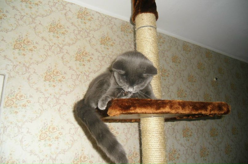 Света Касаткина | Лесной