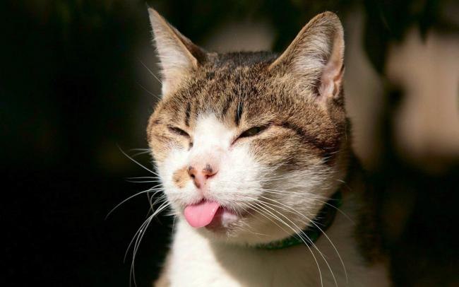 Максим Гусев Sova | Москва