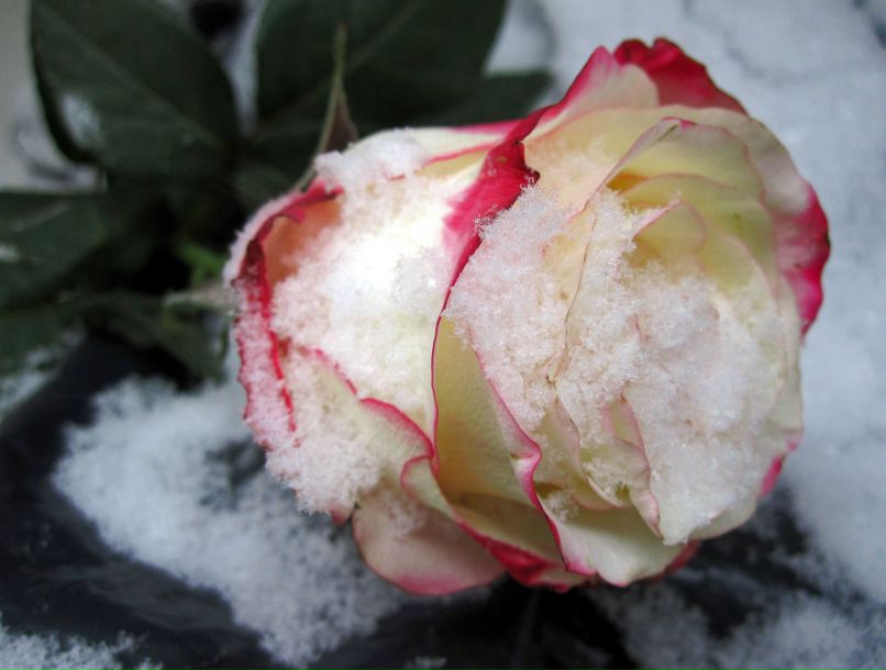 Галина Кузнецова | Москва