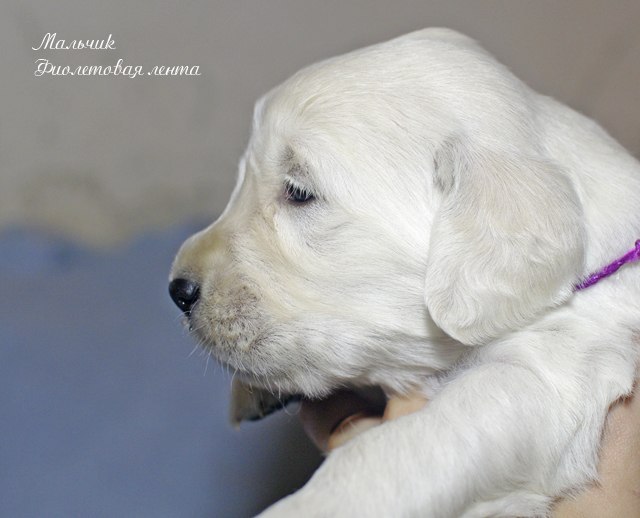 Александра Короташ | Севастополь