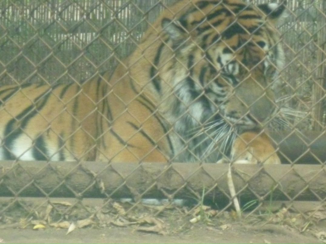 Лариса Федорова | New York City