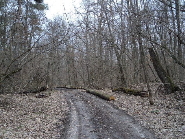 Вадім Степюк | Łódź