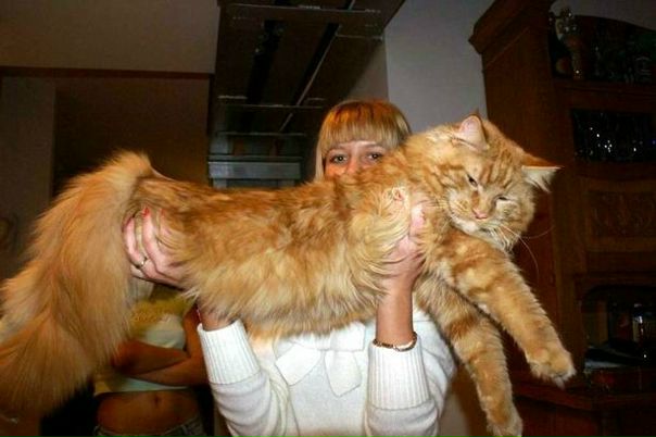 №68, Юлия Меренчук, Чемал №68, Юлия Меренчук, Чемал