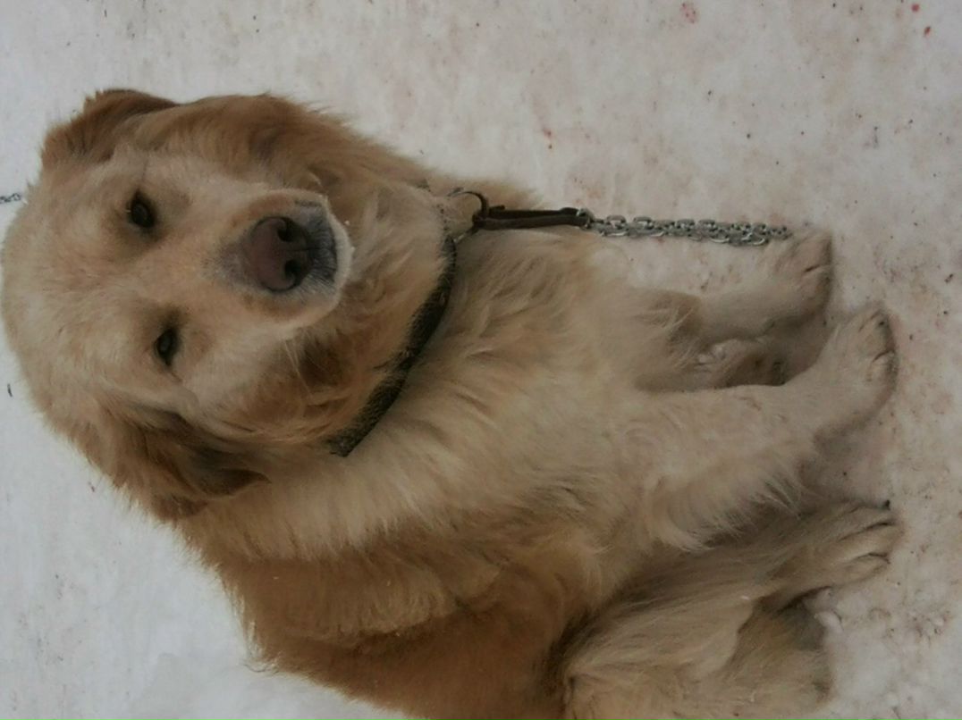 Андрей Гудков | Москва