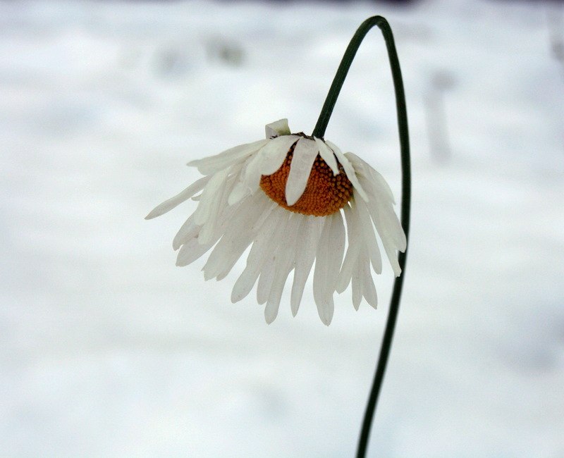 Елена Бортновская | Заречный