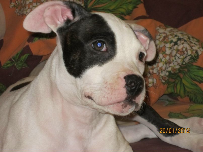 Виктор Похила | Кропивницкий / Кировоград