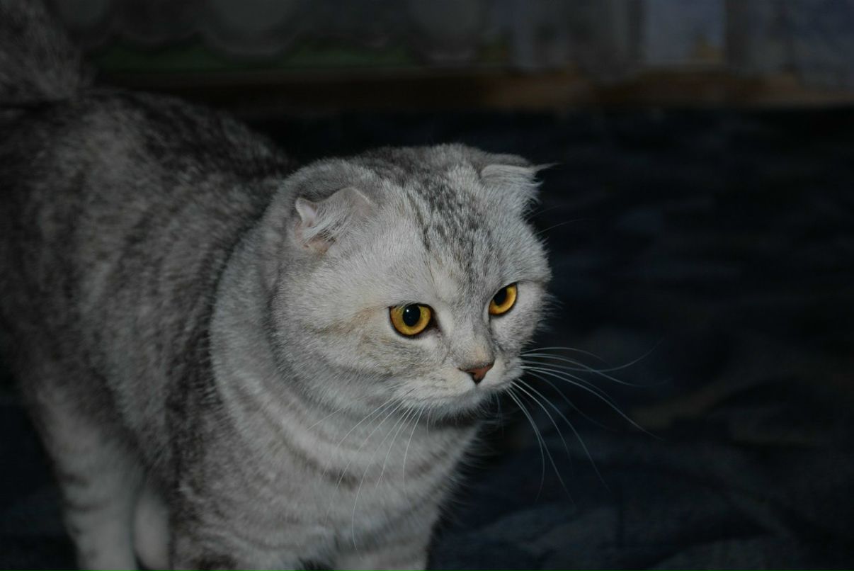 Екатерина Татанкина ketta | Оренбург