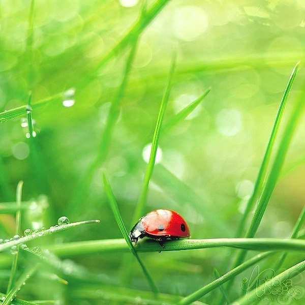 Светлана Дворянкина | Кривой Рог