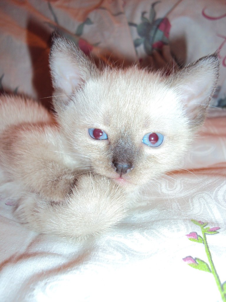 Светлана Светлова | Валдай