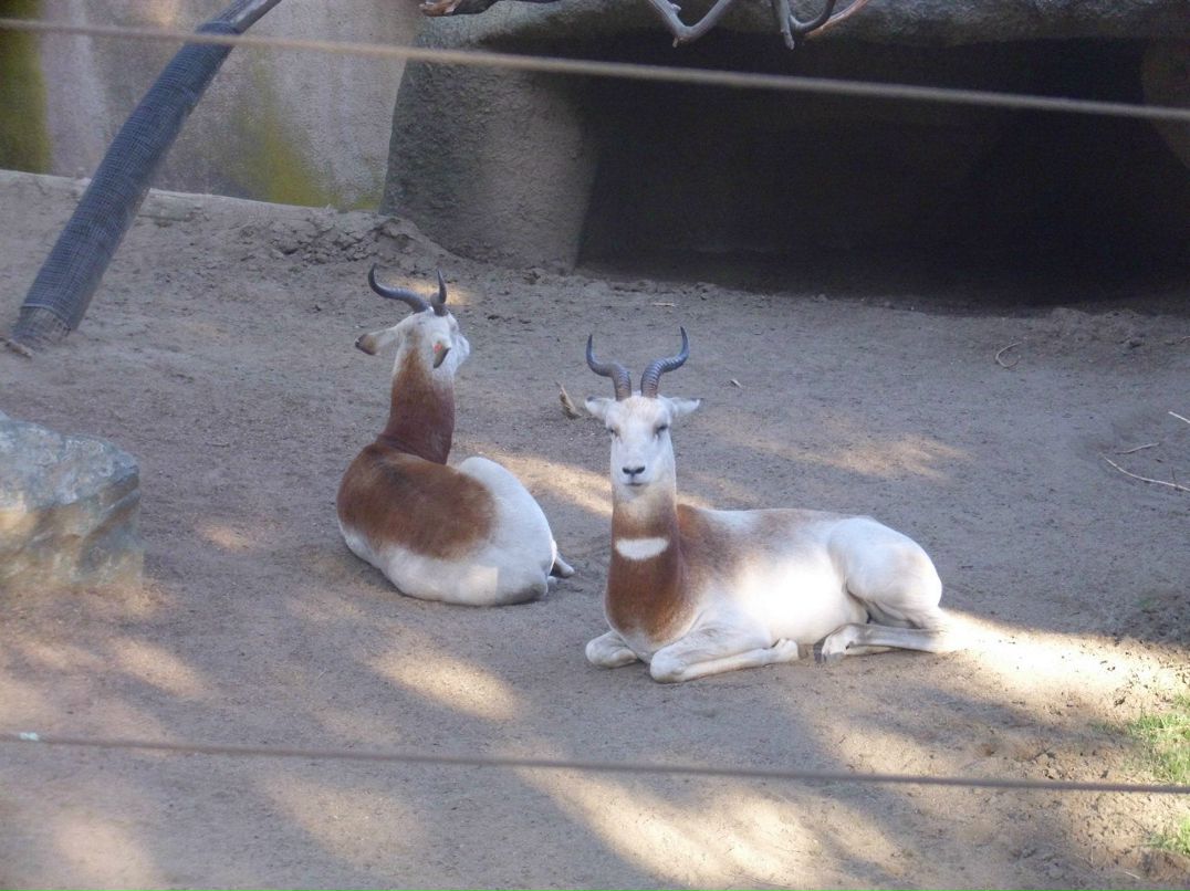 Alexandr Oseev | Magdeburg