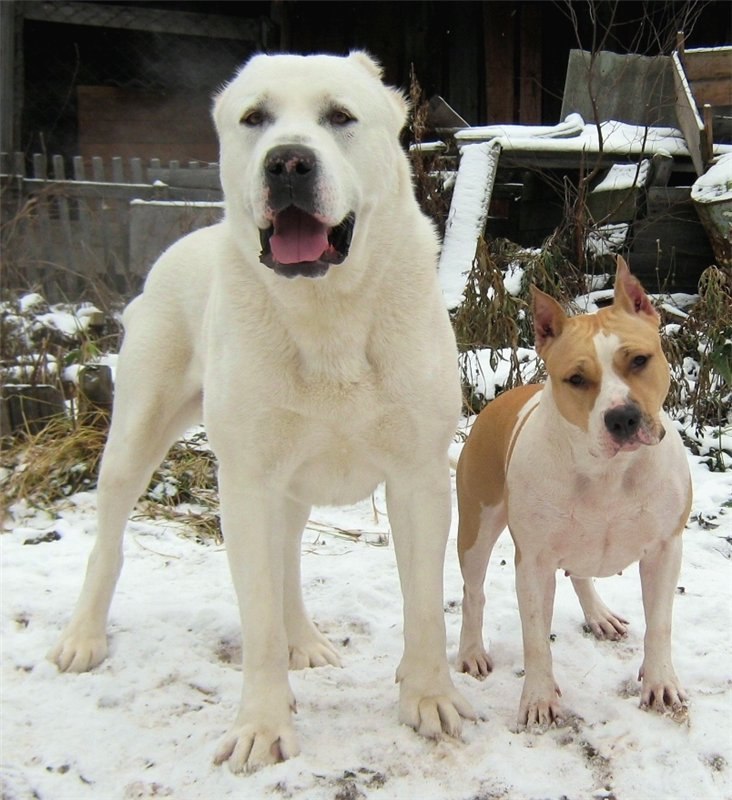 Давид Тедеев | Владикавказ