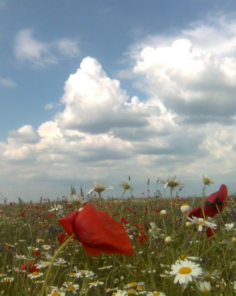 №81, Мария Юрковская, Санкт-Петербург №81, Мария Юрковская, Санкт-Петербург