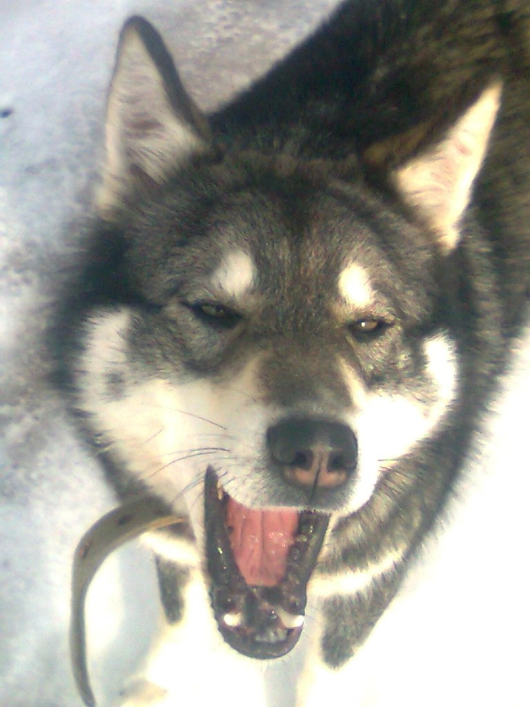 Аллочка Ашихмина | Йошкар-Ола