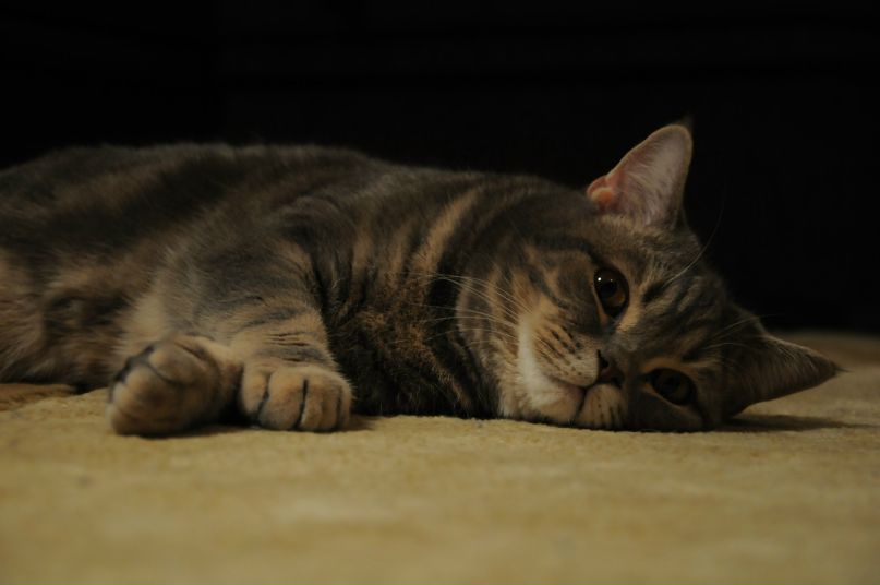 Света Баженова | Москва