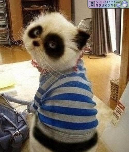 Кристинка Димитраш | Клин