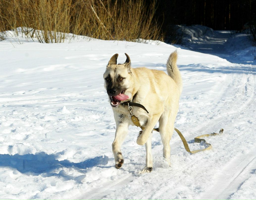 Дмитрий Андреев | Череповец