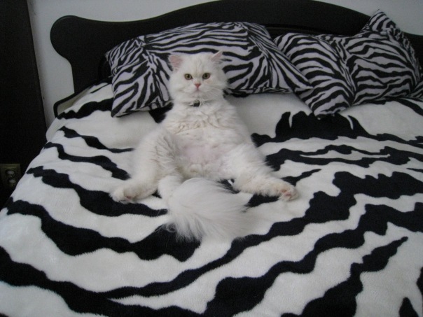 №54, Евгения Ильичёва, Симферополь №54, Евгения Ильичёва, Симферополь