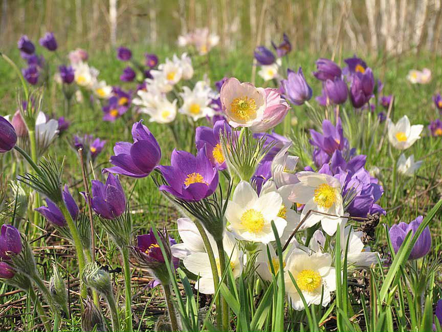 Анжелика Гушт | Белгород