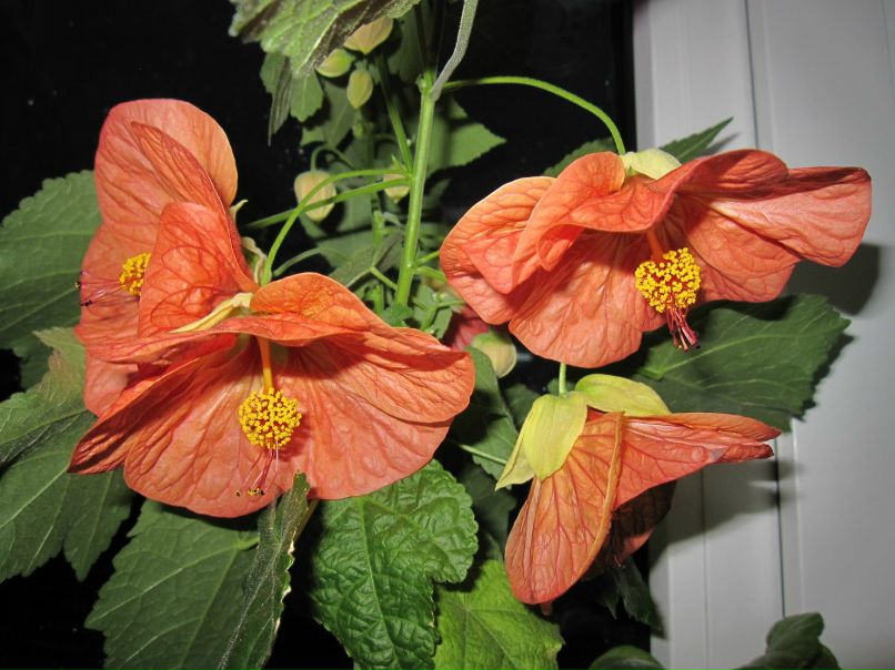 Светлана Серб | Санкт-Петербург