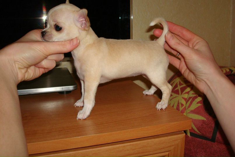 Ирина Колесник | Бровары