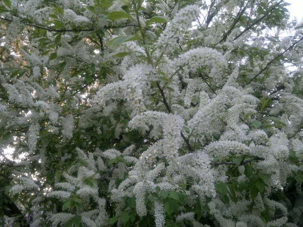 №37, Михаил Чурсин, Алматы №37, Михаил Чурсин, Алматы