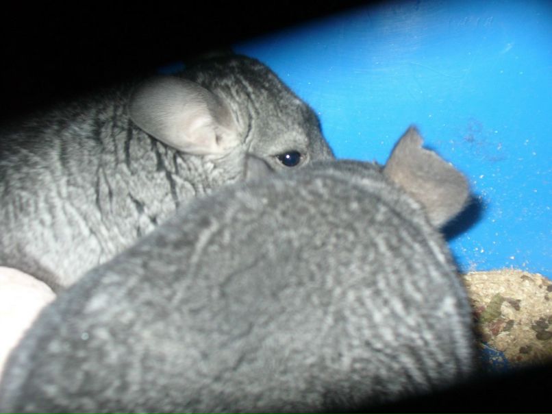 Галина Захарова *ГаЛиНкА* | Одесса