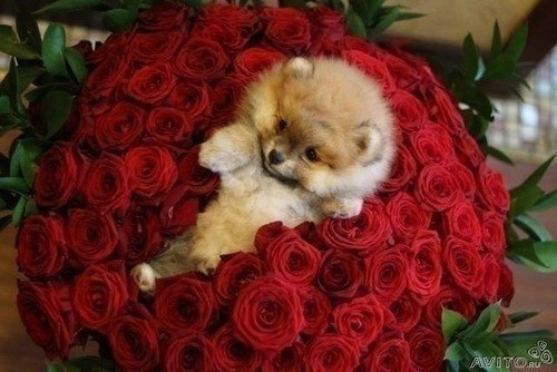 Анна Шелехова | Свободный