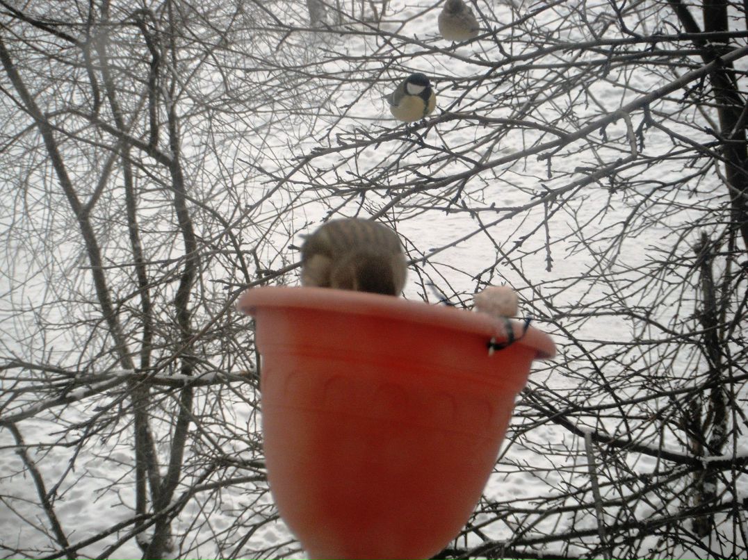 Олег Колосов | Луга