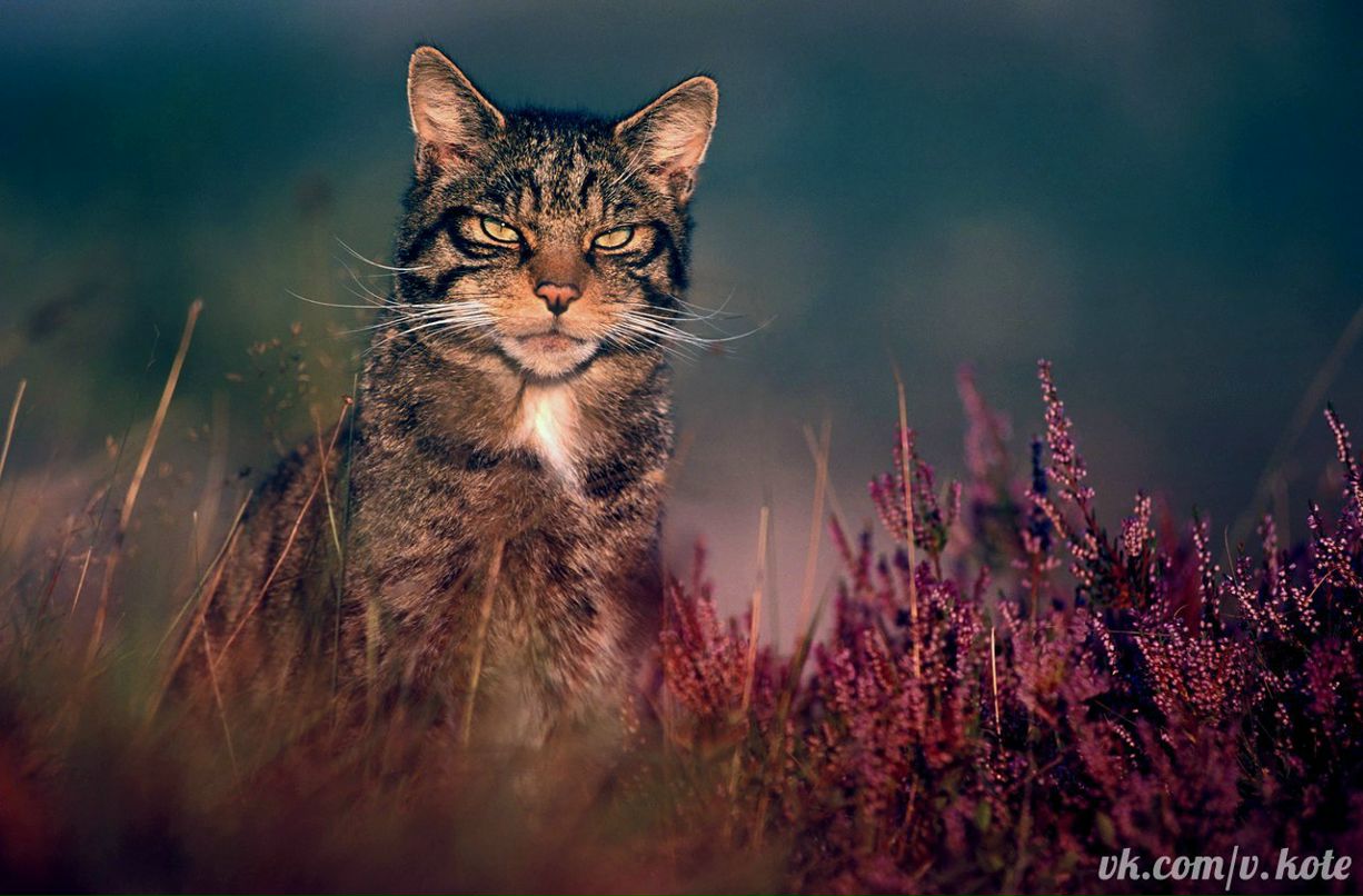 Смотрящий Странник | 