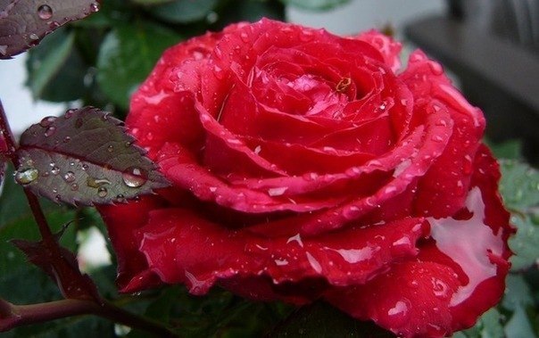 №13, Светлана Бобрик, 43 года, Ровно №13, Светлана Бобрик, 43 года, Ровно