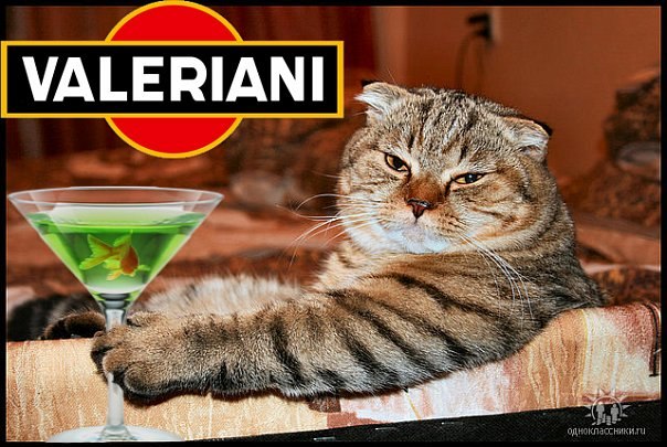 №95, Екатерина Строкань, 39 лет, Магнитогорск №95, Екатерина Строкань, 39 лет, Магнитогорск