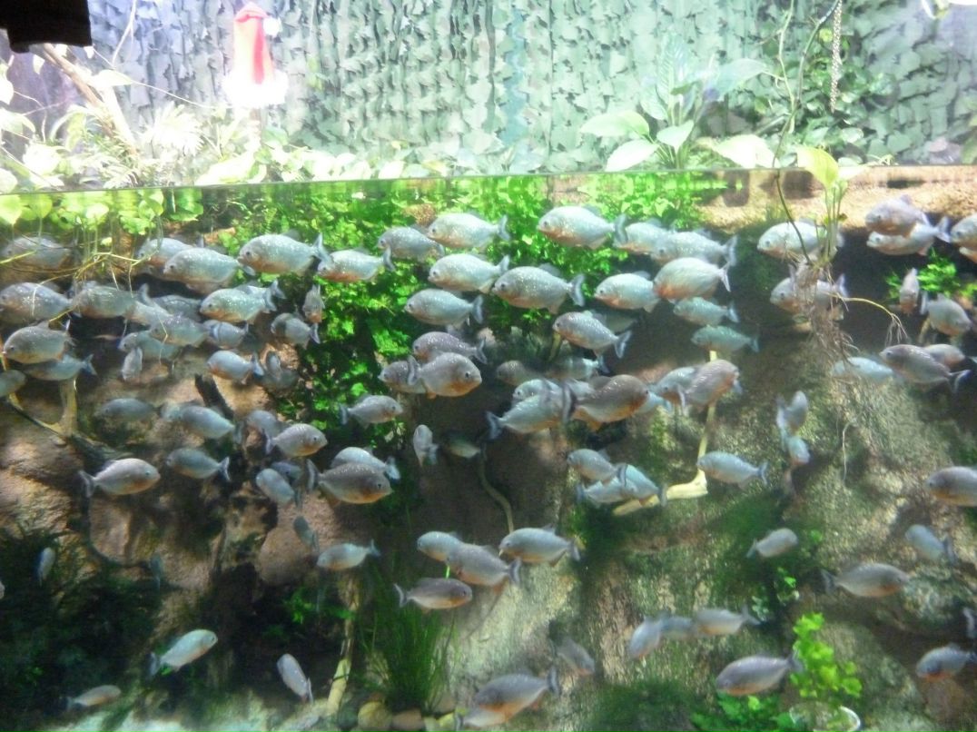 Костя Рыжов | Пикалево