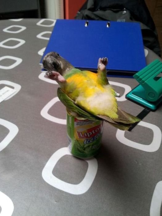 Сергей Маслов | Самара