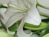 Марина Грунтовская ˜”*°•..•°*”˜ | Кириши