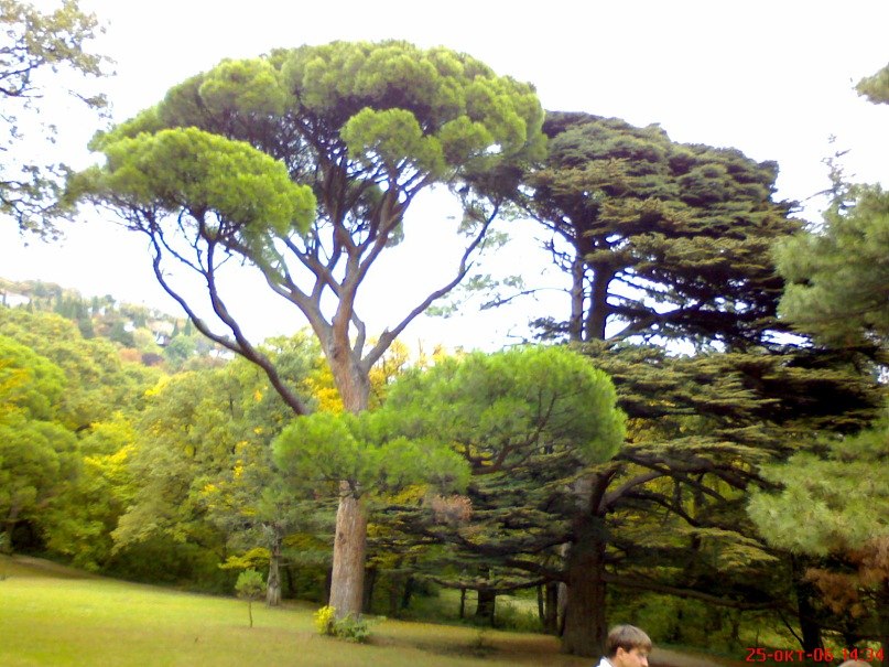 Олег Шевченко | Керчь