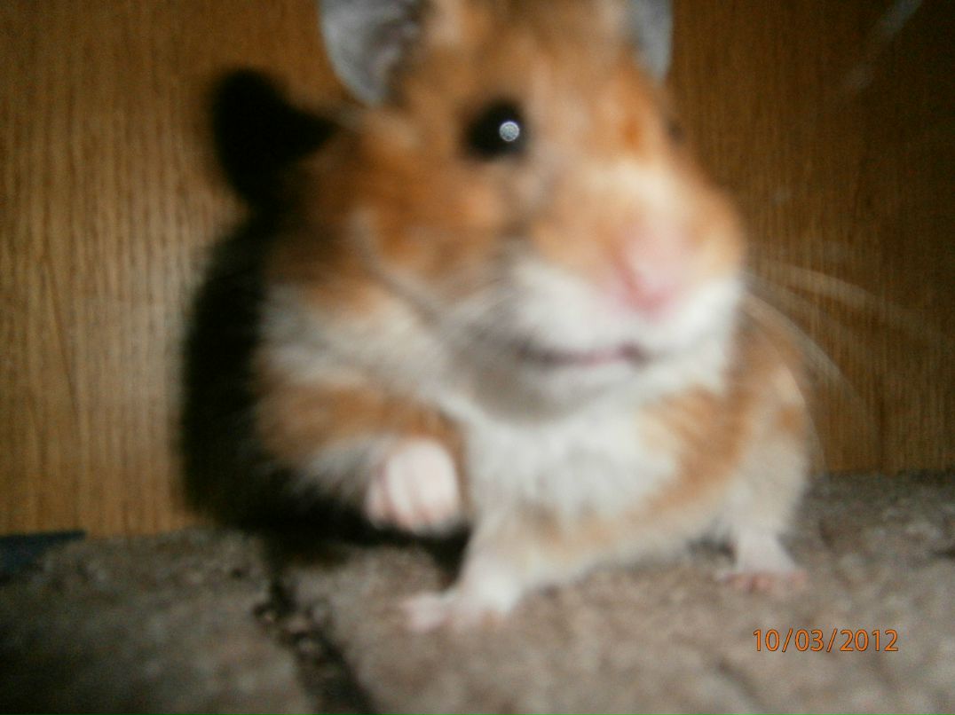 Zara Dacheva .ιllιlι.ιl | 