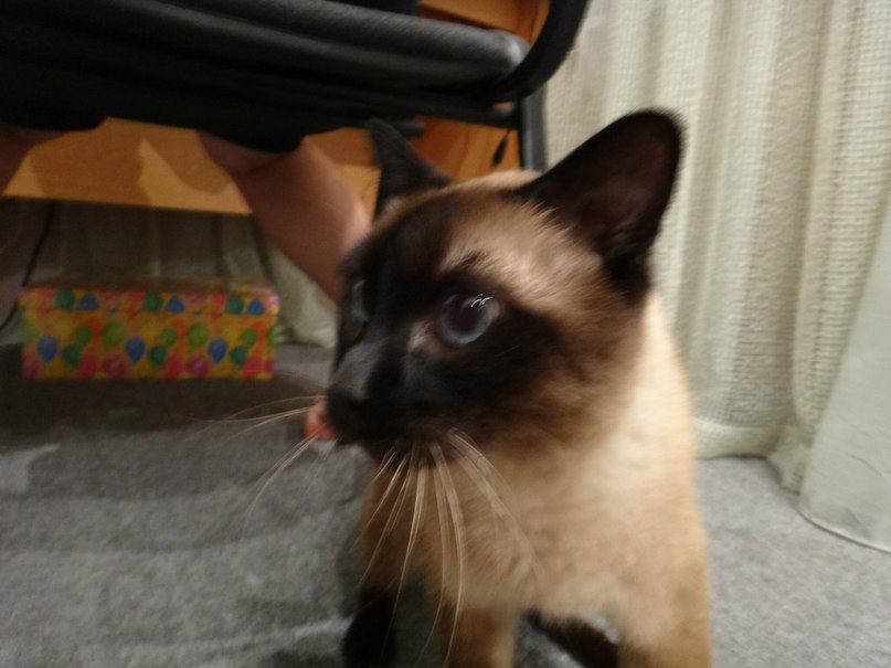 Григорий Петров | Москва