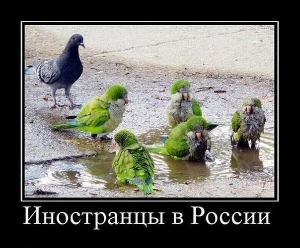 Алексей Павлов | 