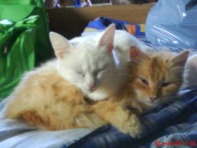 Марина Казбек | Печоры