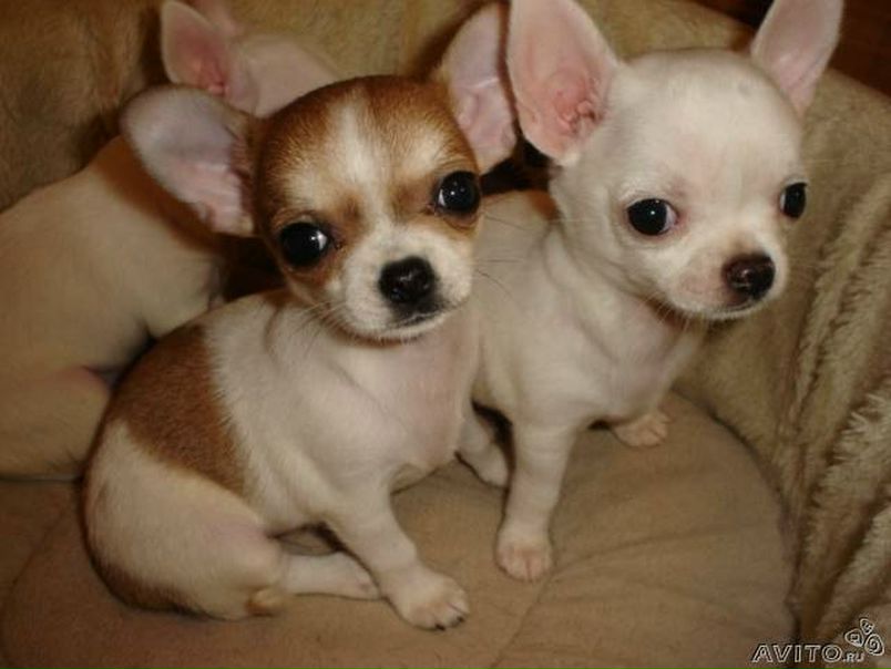 №118, Yulia Devilll, Санкт-Петербург №118, Yulia Devilll, Санкт-Петербург