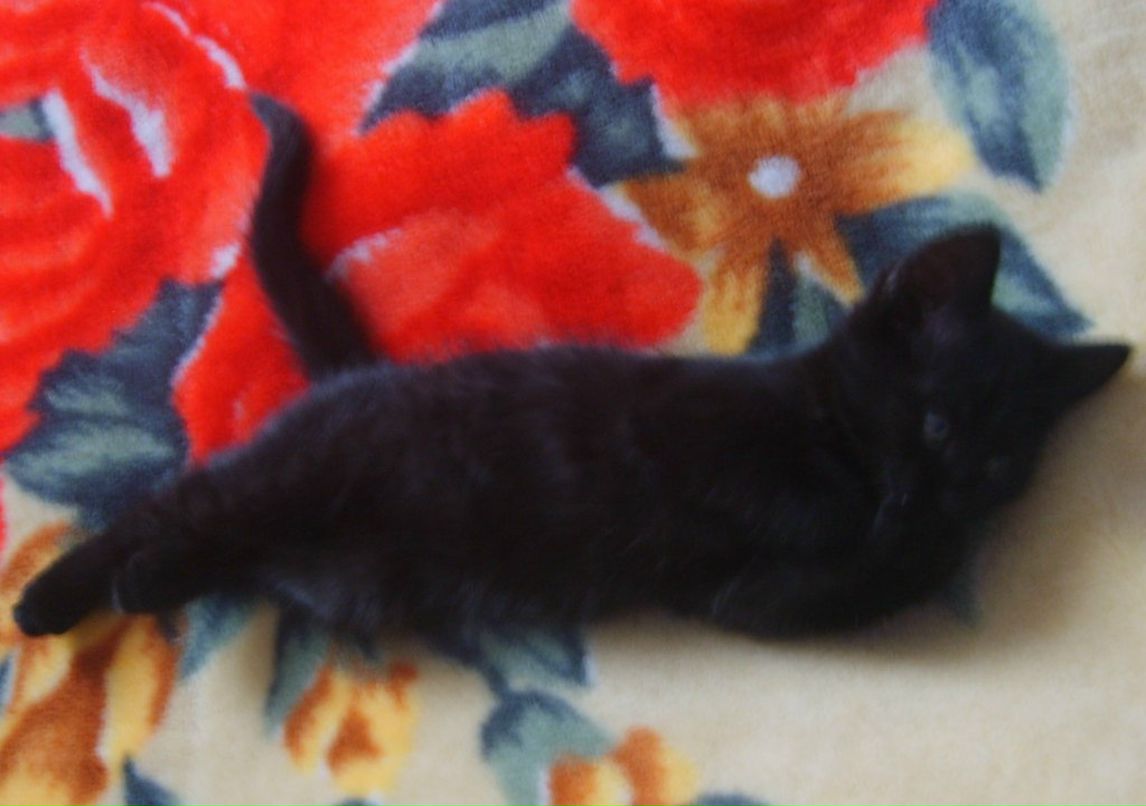 Юлия Хандрико | Минск