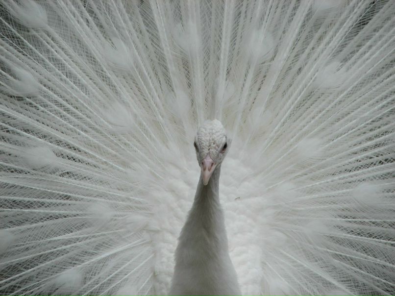 Наталия Титова | Санкт-Петербург