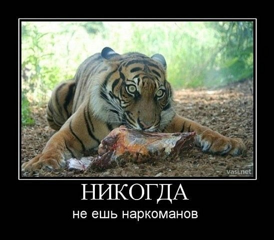 Дима Юпатов | Великий Новгород