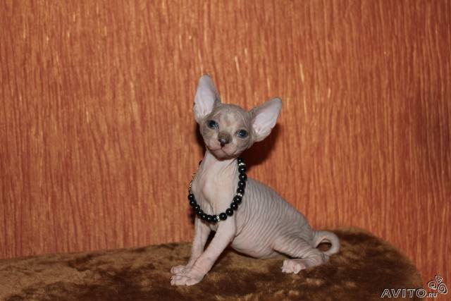 Юлия Антипина | Иркутск