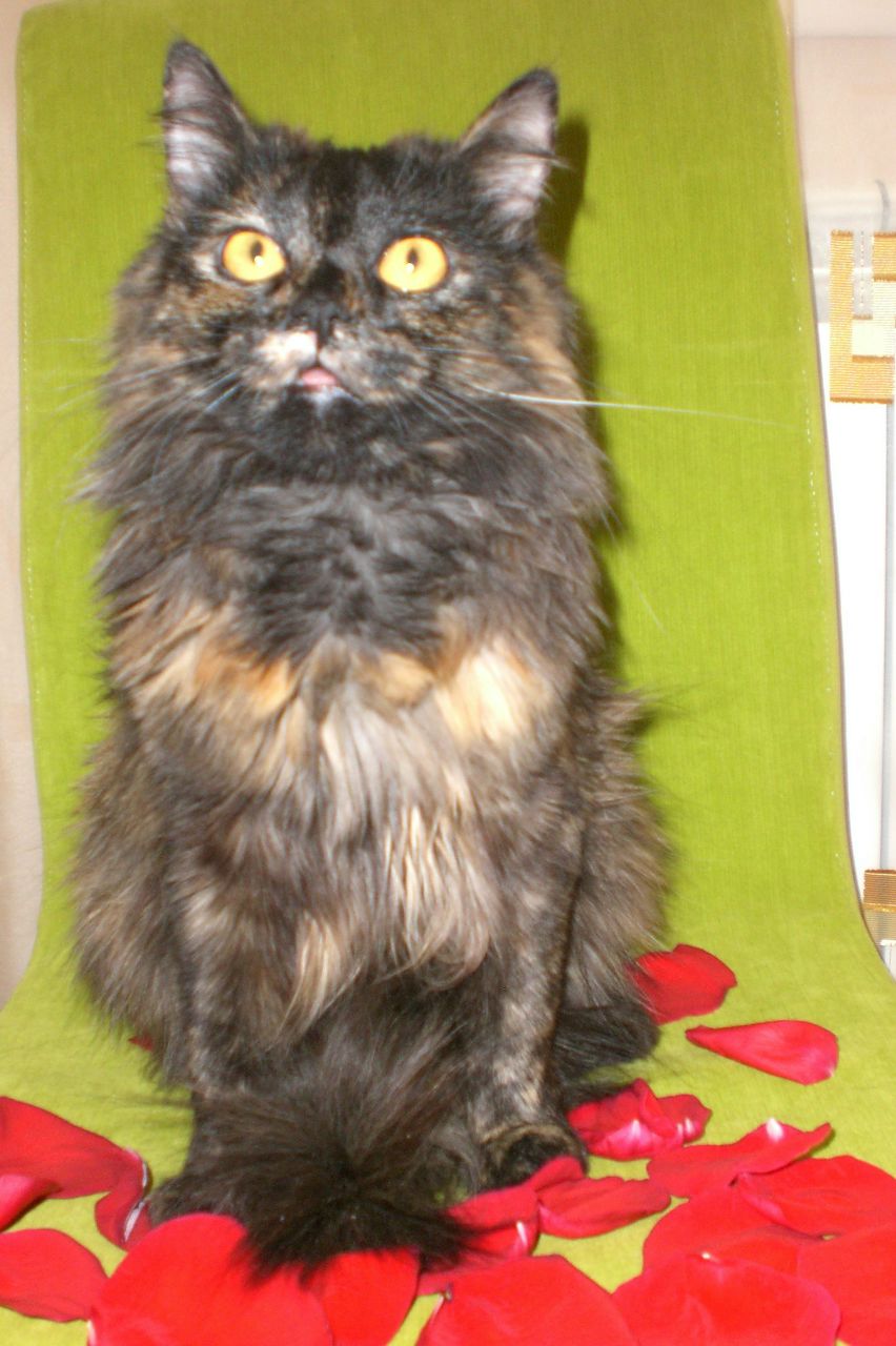 Елена Иванова-Пыханова | Белгород