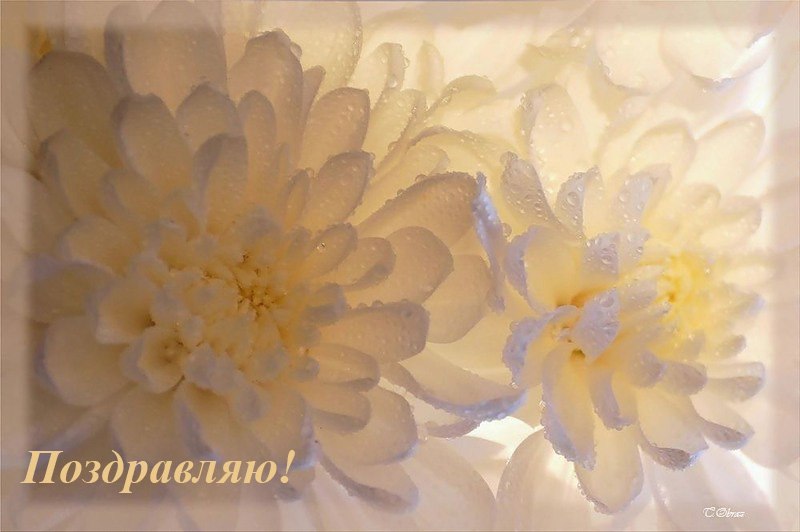 Надежда Чалых | 