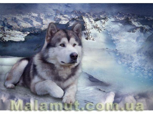 Алёна Дзюбак | Санкт-Петербург