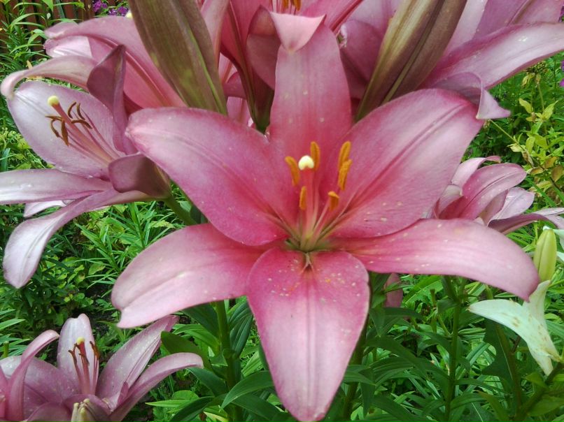 Александра Литвинова | Минькино