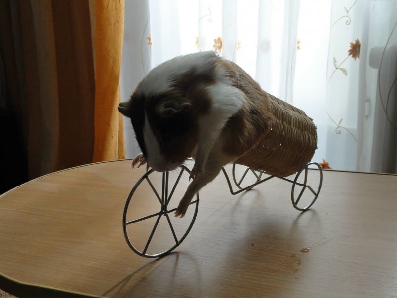 №143, Алеся Величко, Саки №143, Алеся Величко, Саки