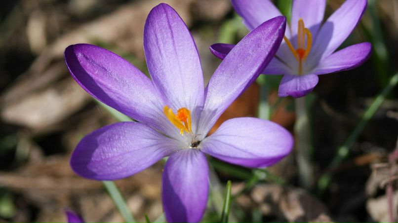 Максим Сотник Васильевич | Кропивницкий / Кировоград